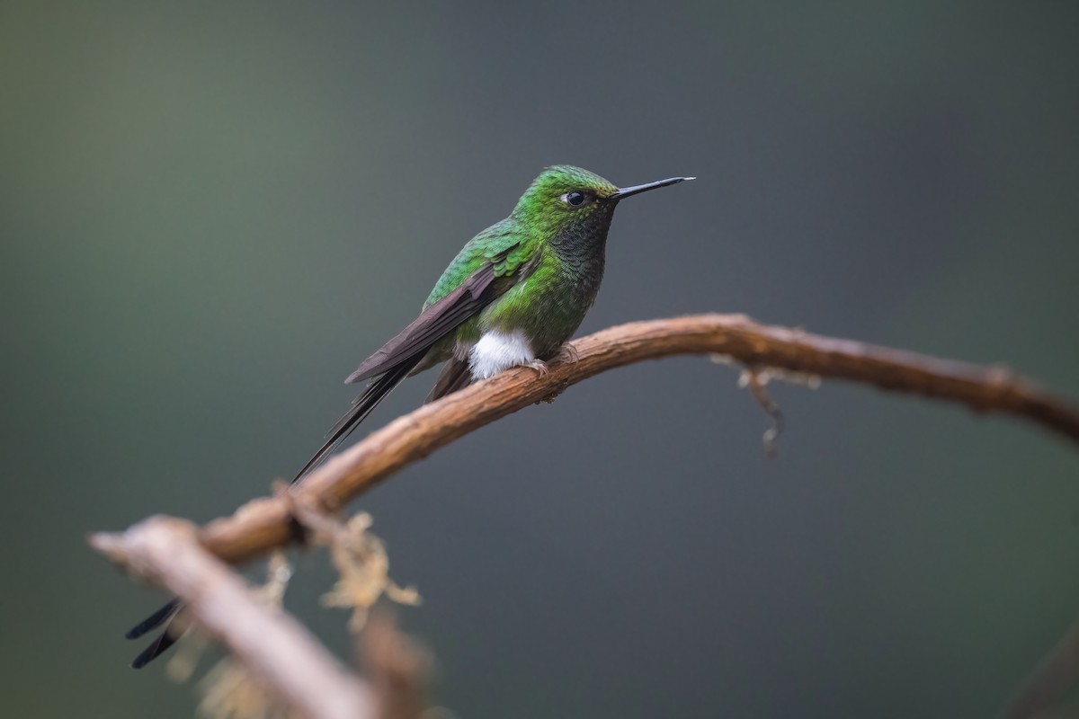 White-booted Racket-tail - ML551240851