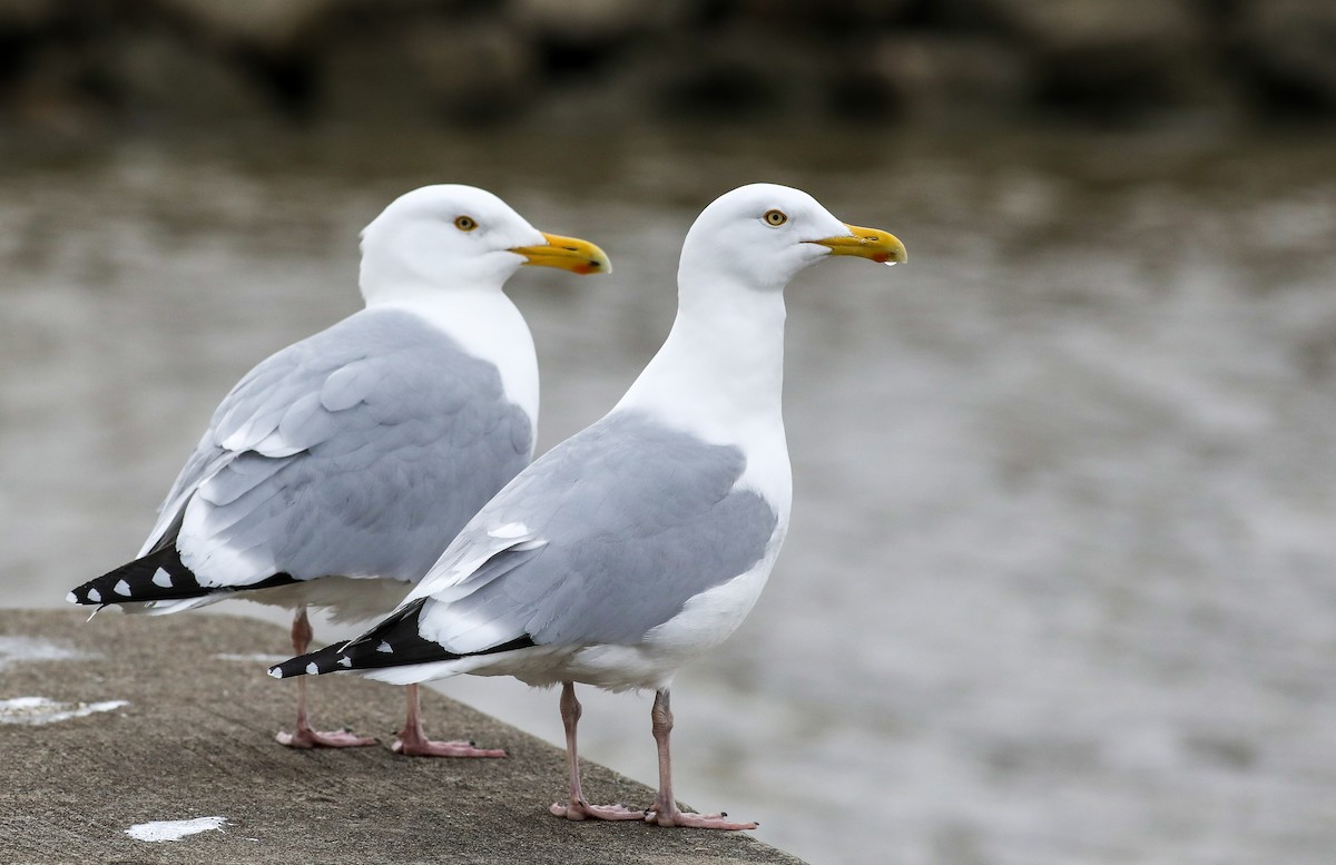 Herring Gull - Debbie Parker