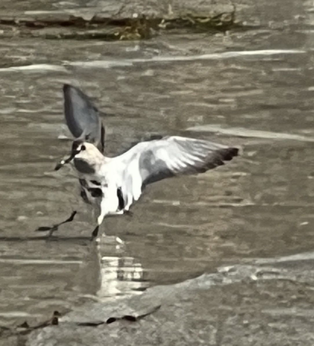 shorebird sp. - ML551242271