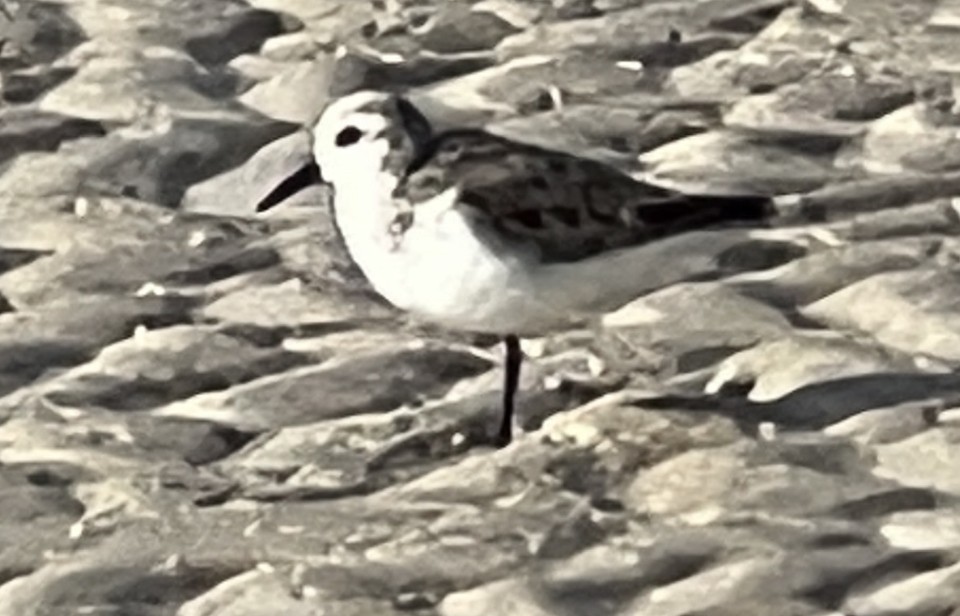 shorebird sp. - ML551242281
