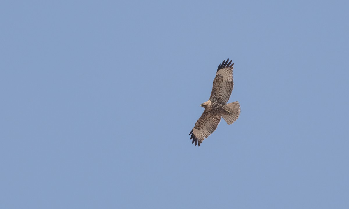 Red-tailed Hawk - ML551242321
