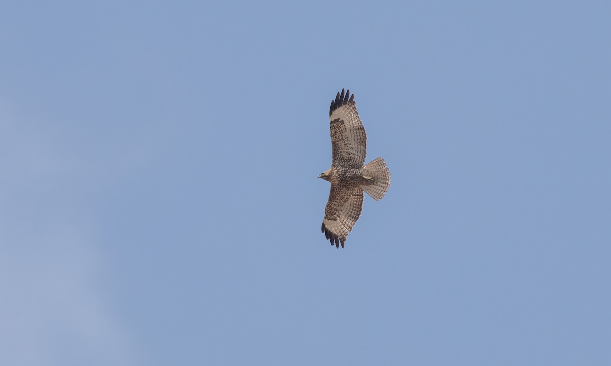 Red-tailed Hawk - ML551242331