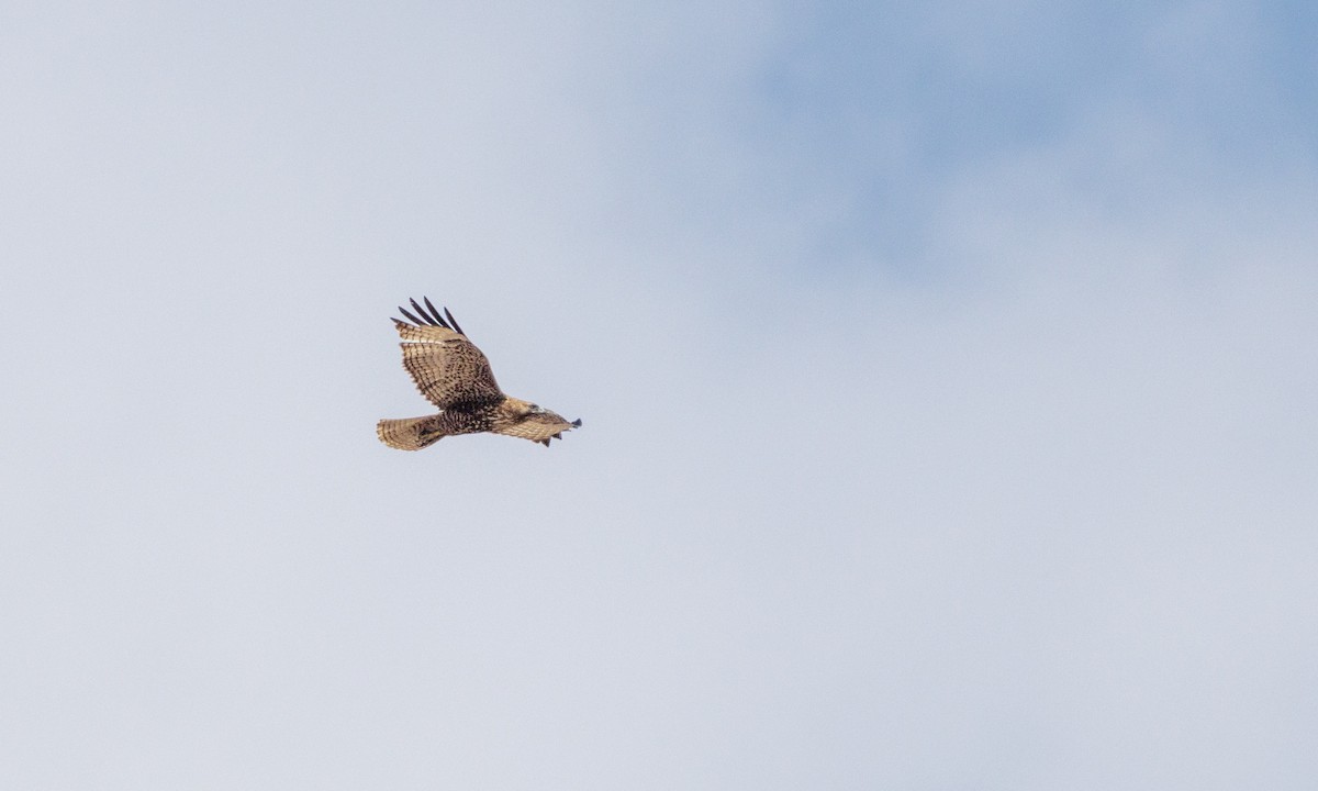 Red-tailed Hawk - ML551242341