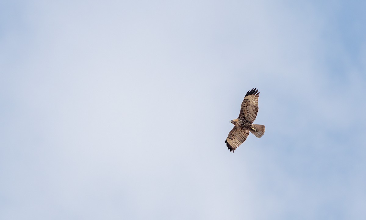 Red-tailed Hawk - ML551242351
