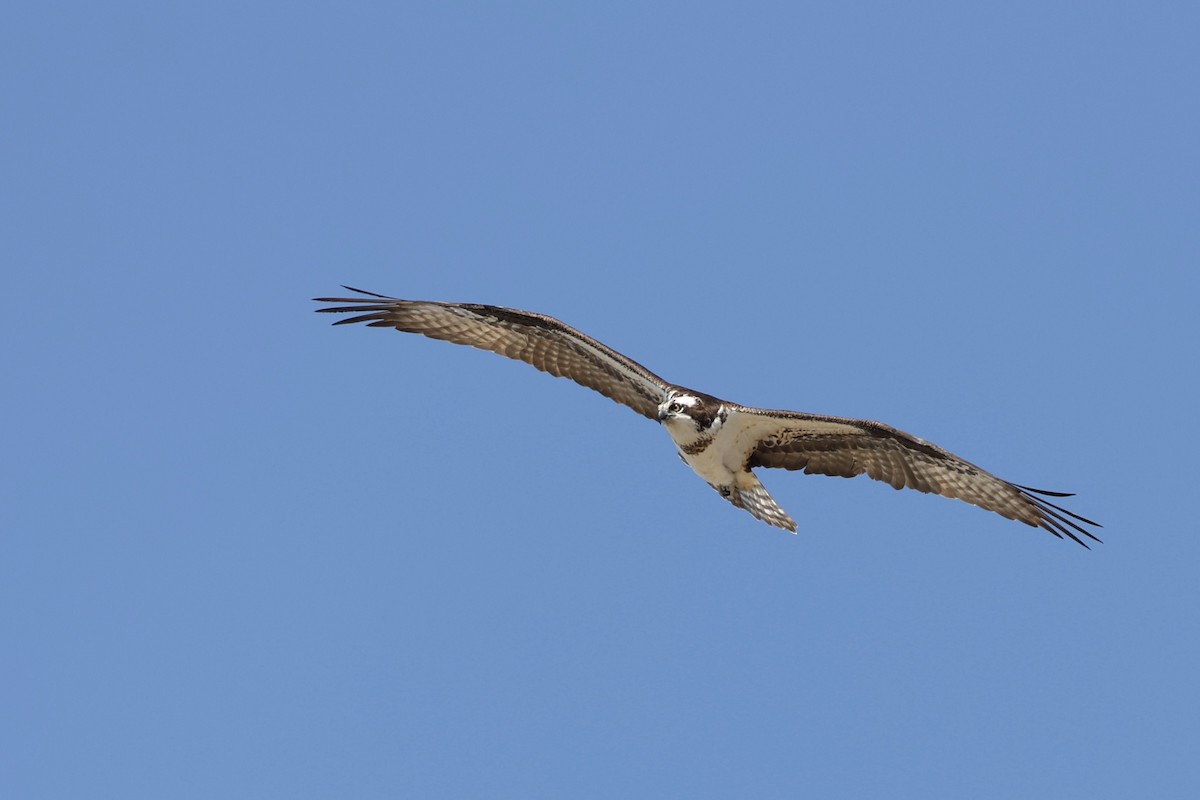 Balbuzard pêcheur - ML551244441