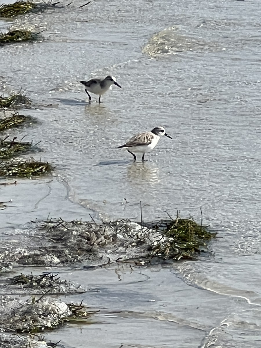 shorebird sp. - ML551245821