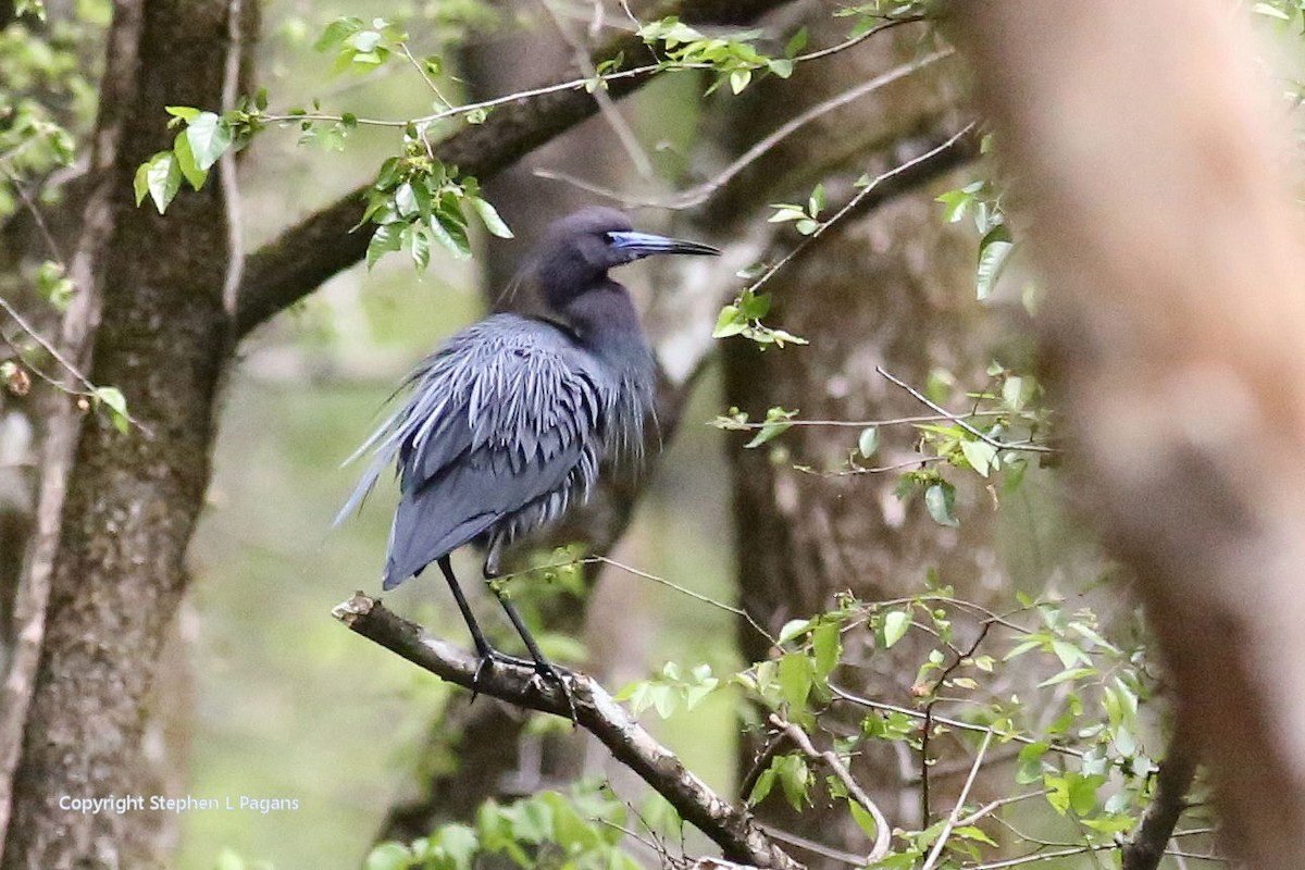 Little Blue Heron - ML551246261