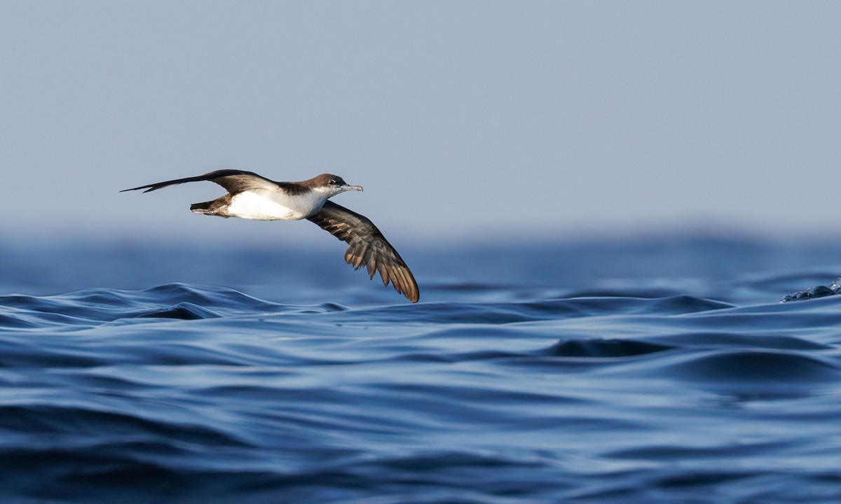 Galapagos Shearwater - ML551246551