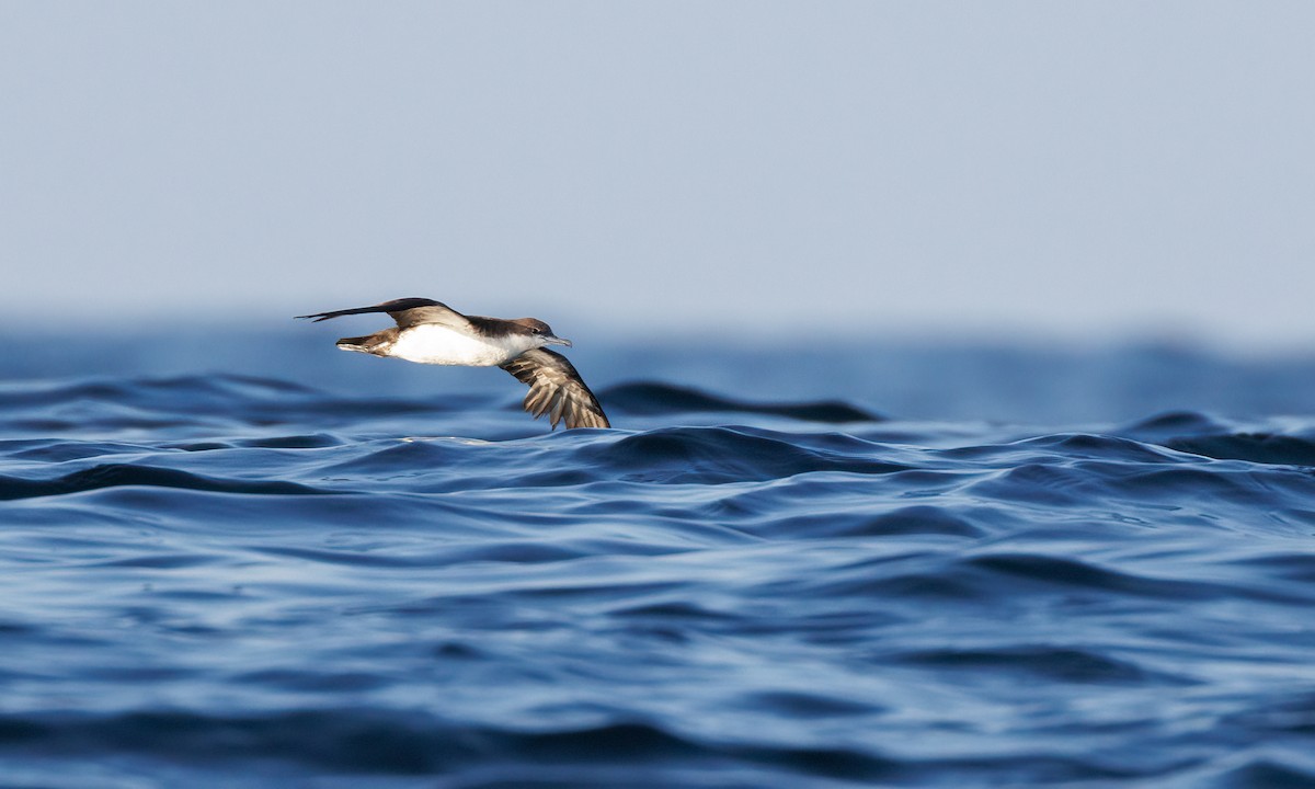 Galapagos Shearwater - ML551246561