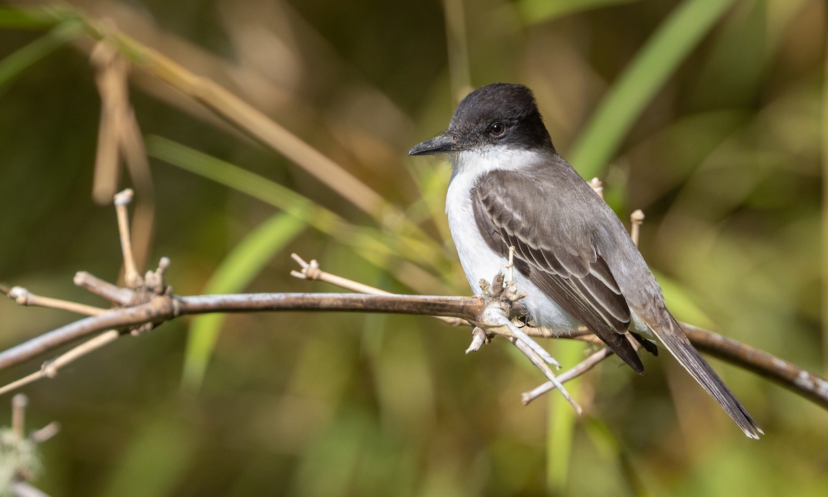 Loggerhead Kingbird - ML551247481