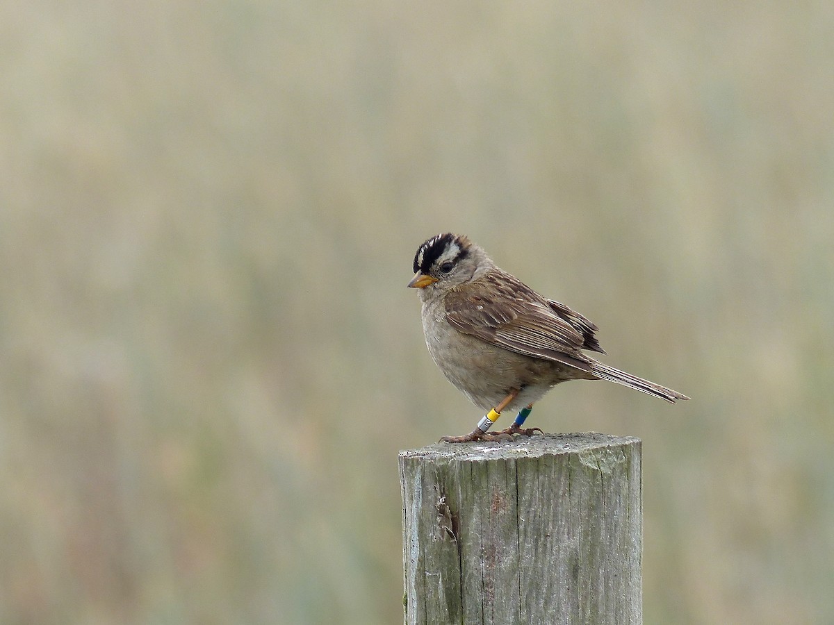 White-crowned Sparrow - Jeffrey Thomas