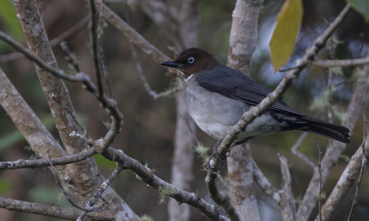 White-eyed Thrush - ML551247951