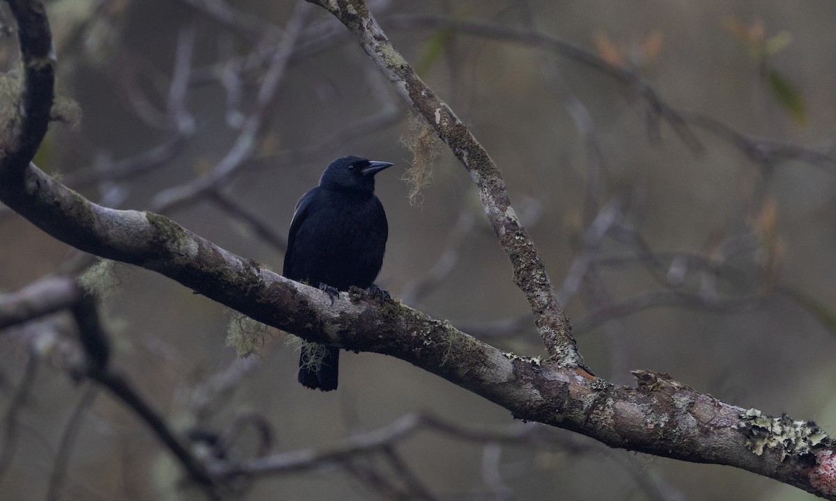 Jamaican Blackbird - ML551248351