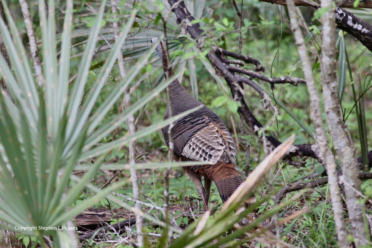 Wild Turkey - Steve Pagans