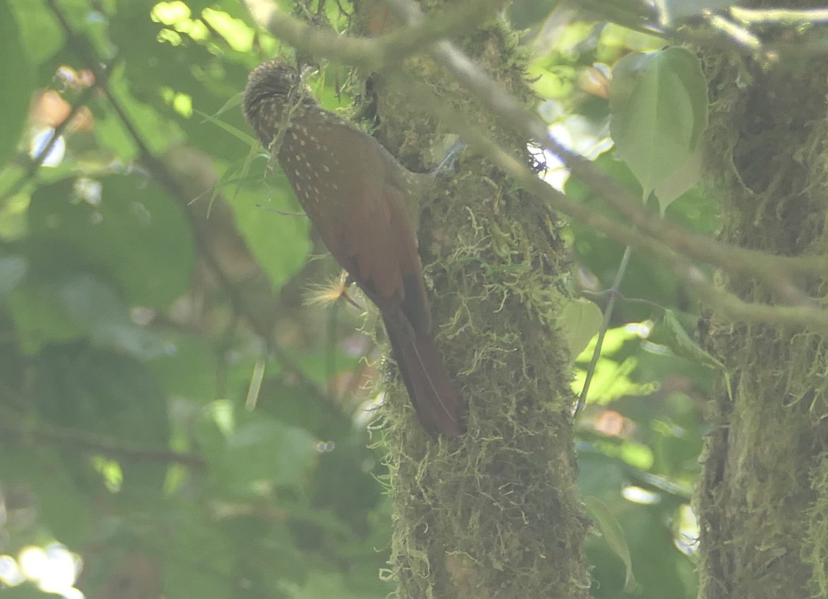 Spotted Woodcreeper - ML551248921