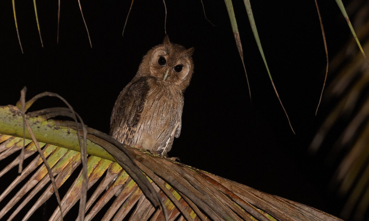 Jamaican Owl - Zak Pohlen