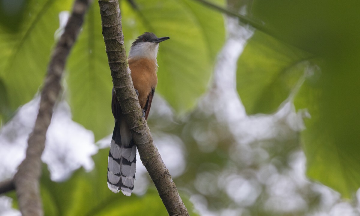 Jamaican Lizard-Cuckoo - ML551249431