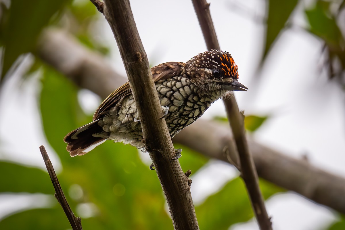 Scaled Piculet - ML551251971