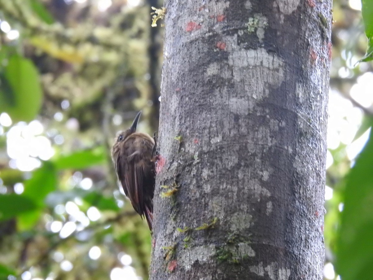 Plain-brown Woodcreeper - ML551252281