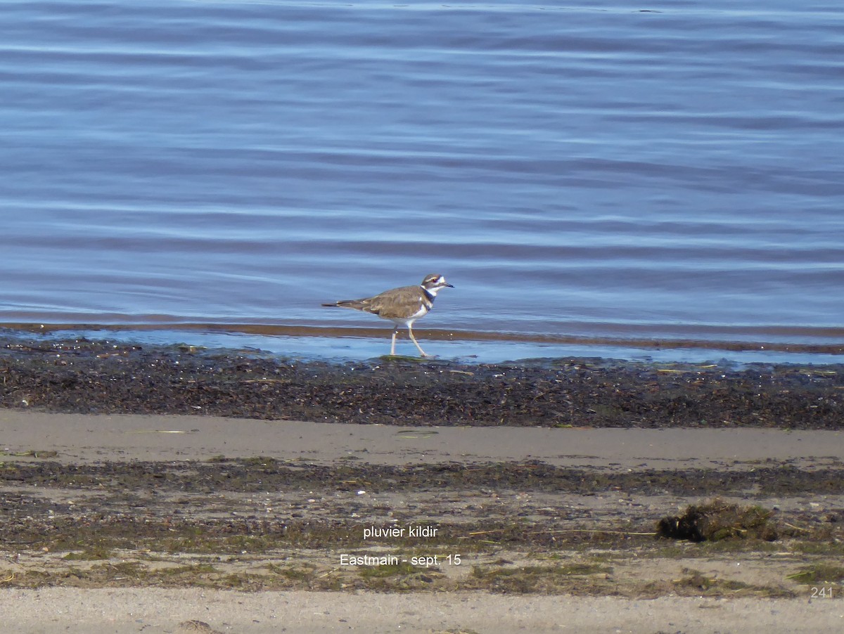 Killdeer - ML55125231