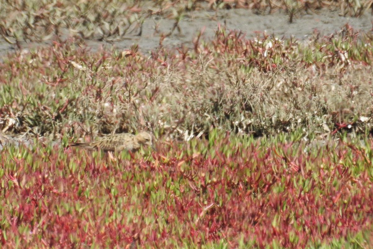 Buff-breasted Sandpiper - ML551252311