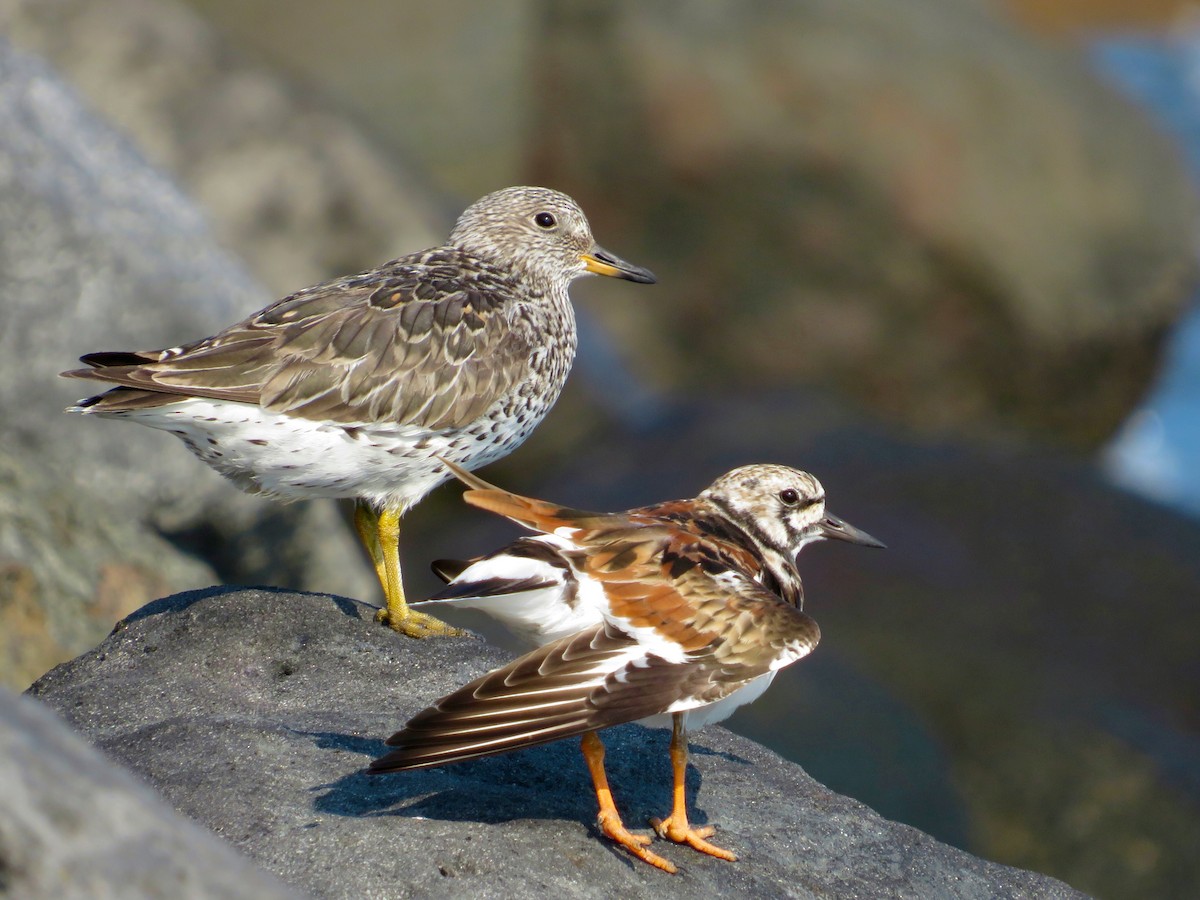 Surfbird - ML551252411