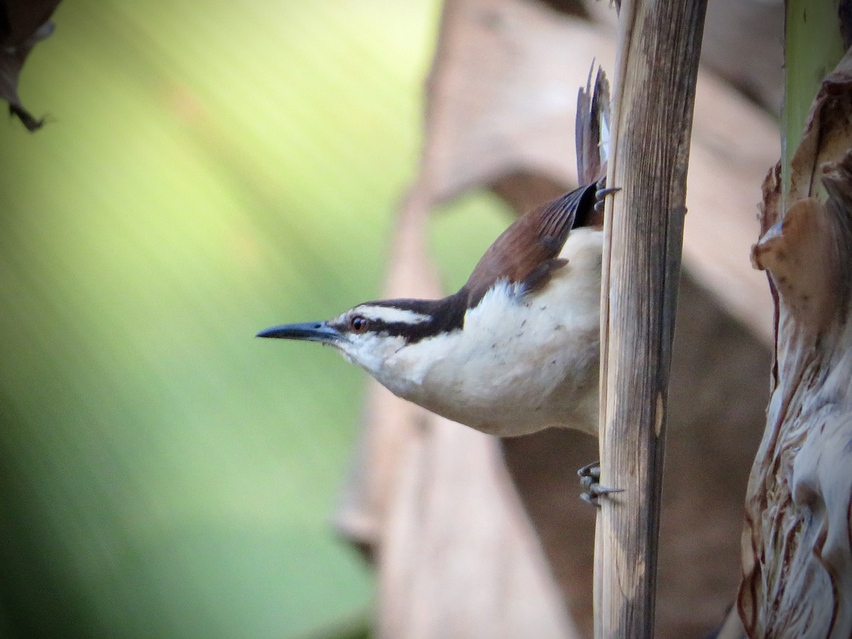 Giant Wren - ML551253291