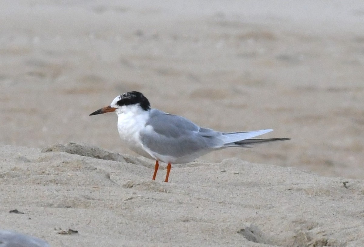 Forster's Tern - ML551254441