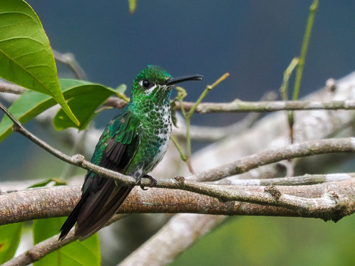 Green-crowned Brilliant - Scott Tuthill