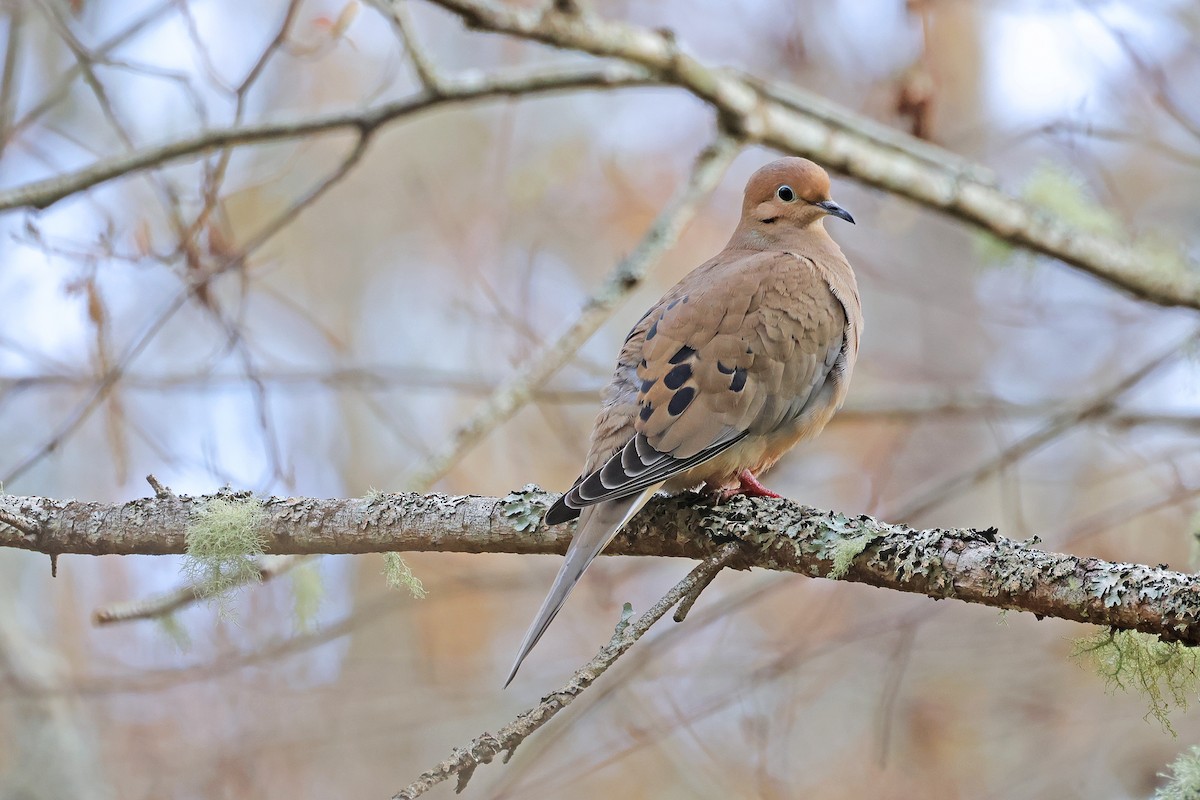 Mourning Dove - Nathan Wall