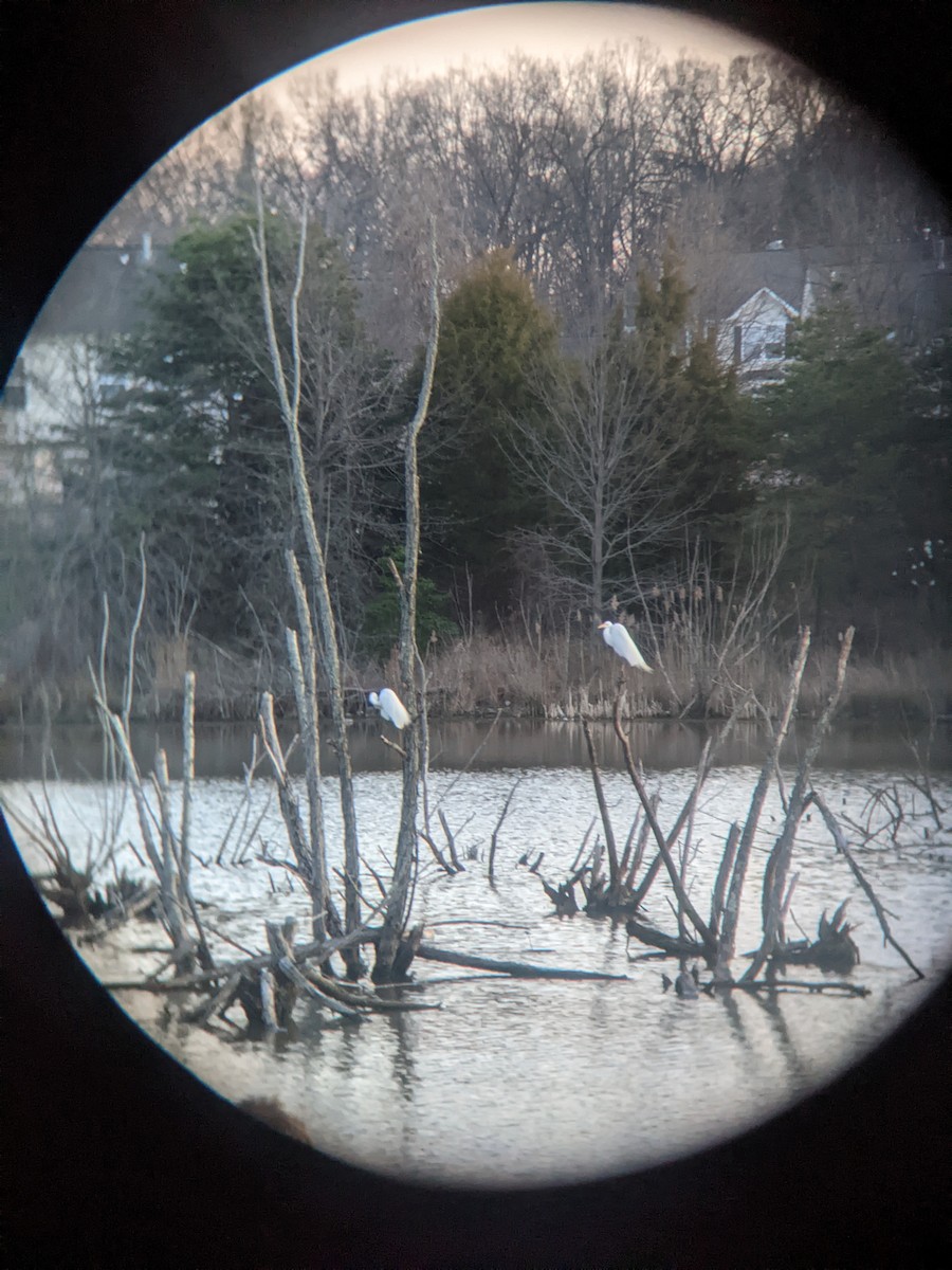 Great Egret - ML551258631