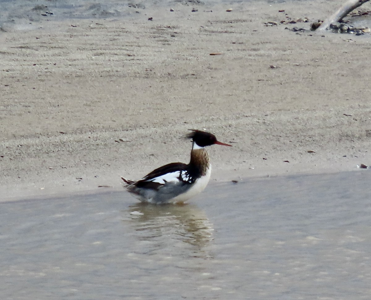 Red-breasted Merganser - ML551260951