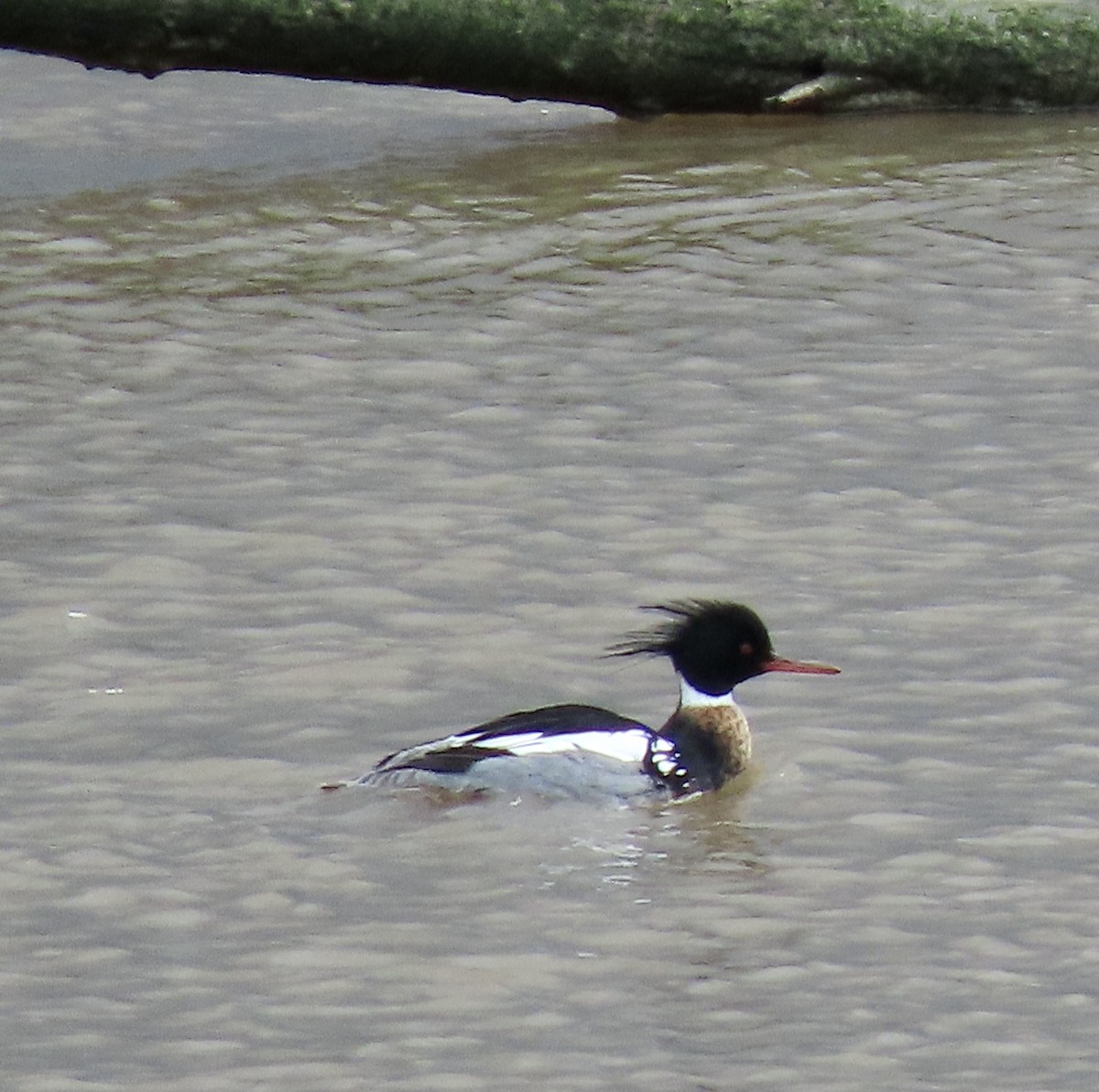 Red-breasted Merganser - George Chrisman