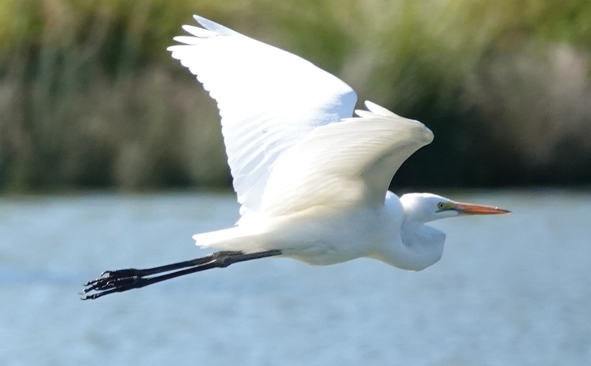 Great Egret (modesta) - ML551261671