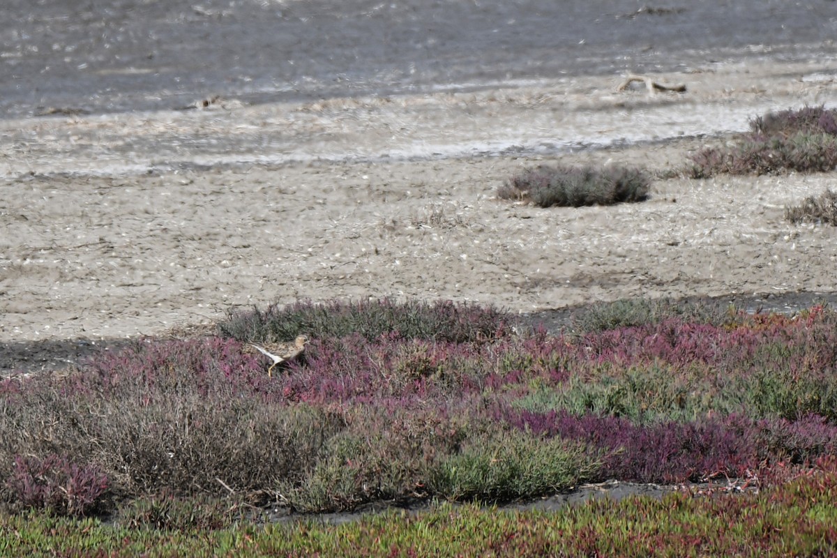 Buff-breasted Sandpiper - ML551263311