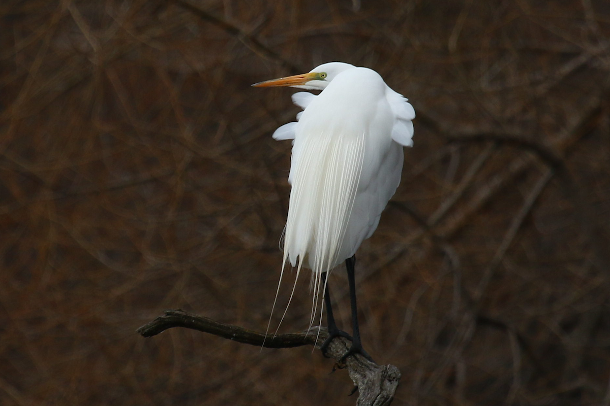 Great Egret - Jerry FlyBird