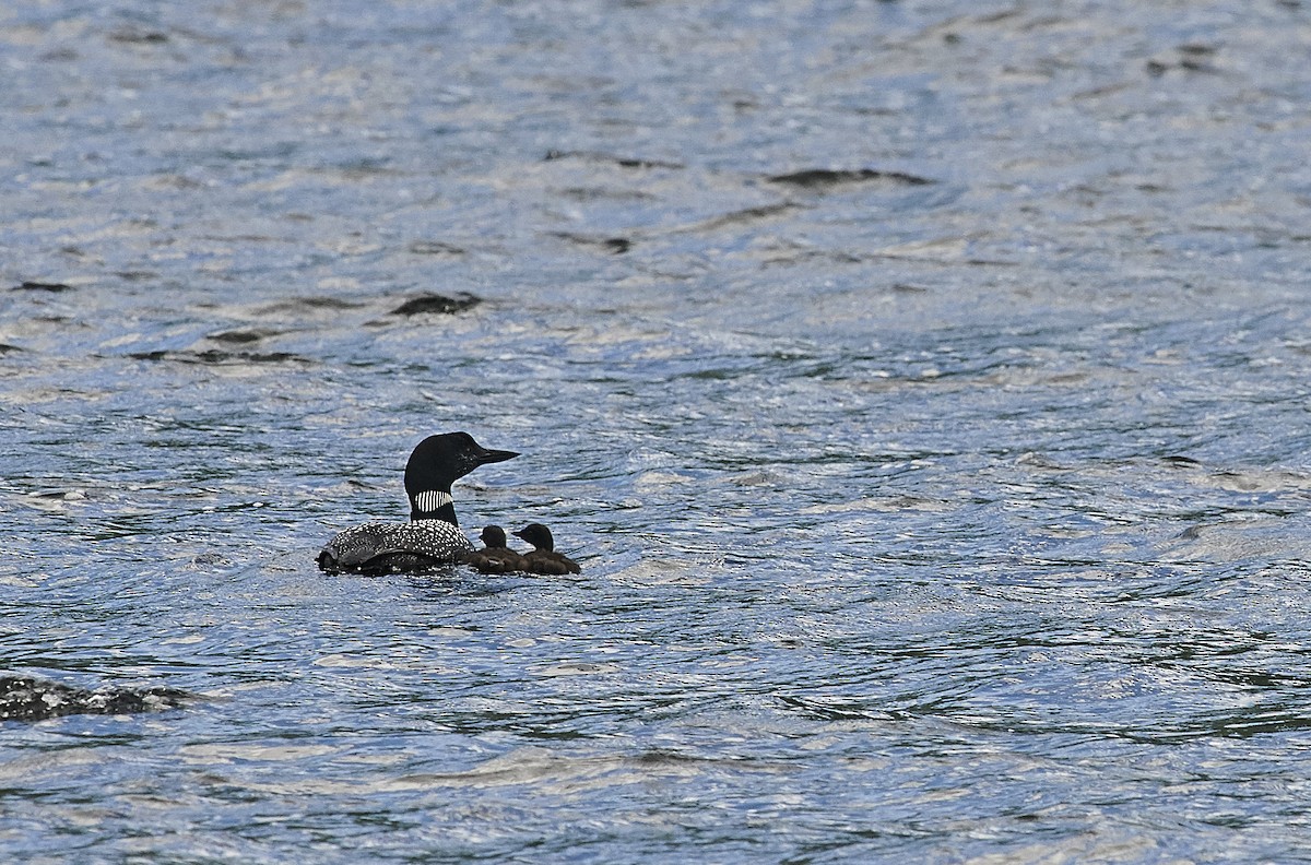 Plongeon huard - ML551266211