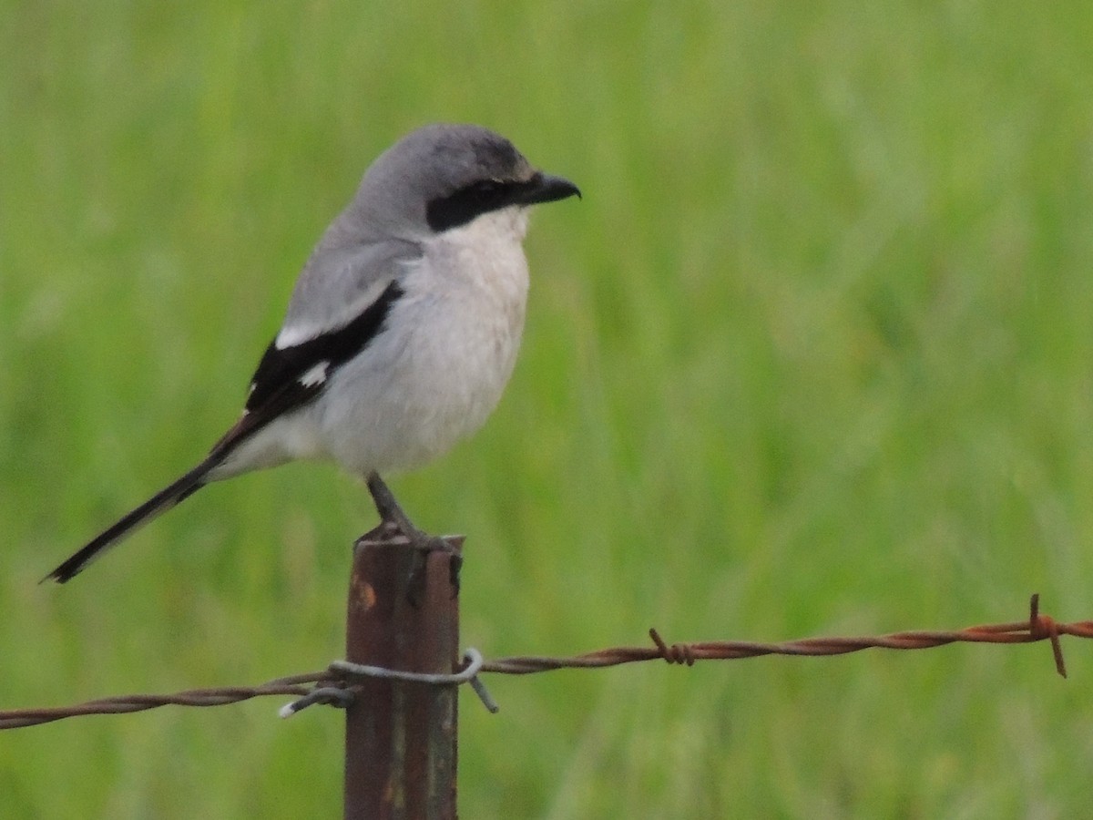 Loggerhead Shrike - Randy Hill