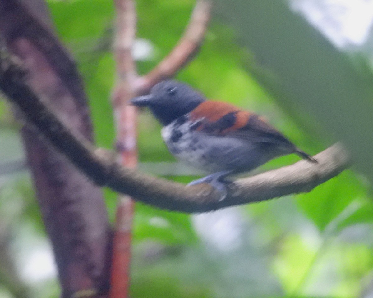 Spotted Antbird - ML551267181