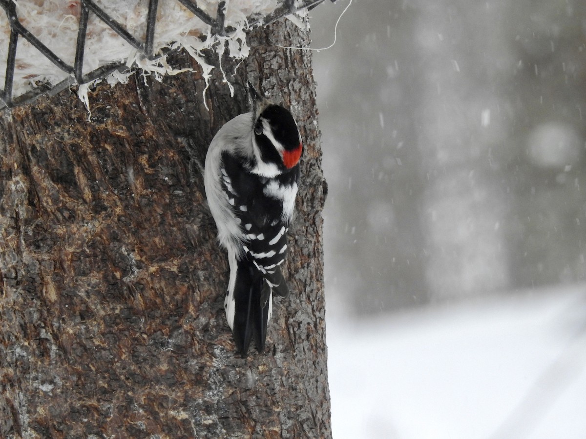 Downy Woodpecker - ML551267191