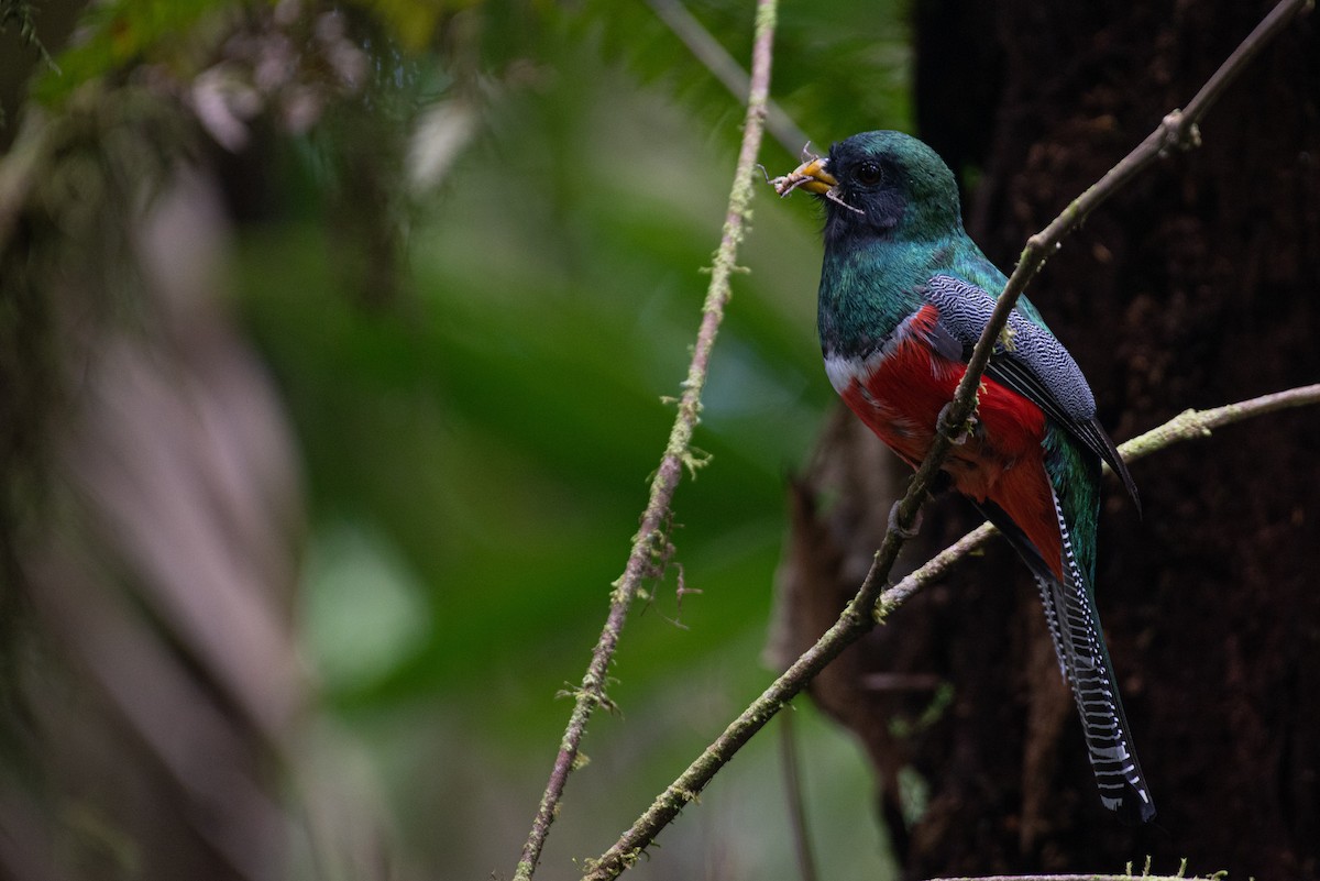 Collared Trogon - ML551267201