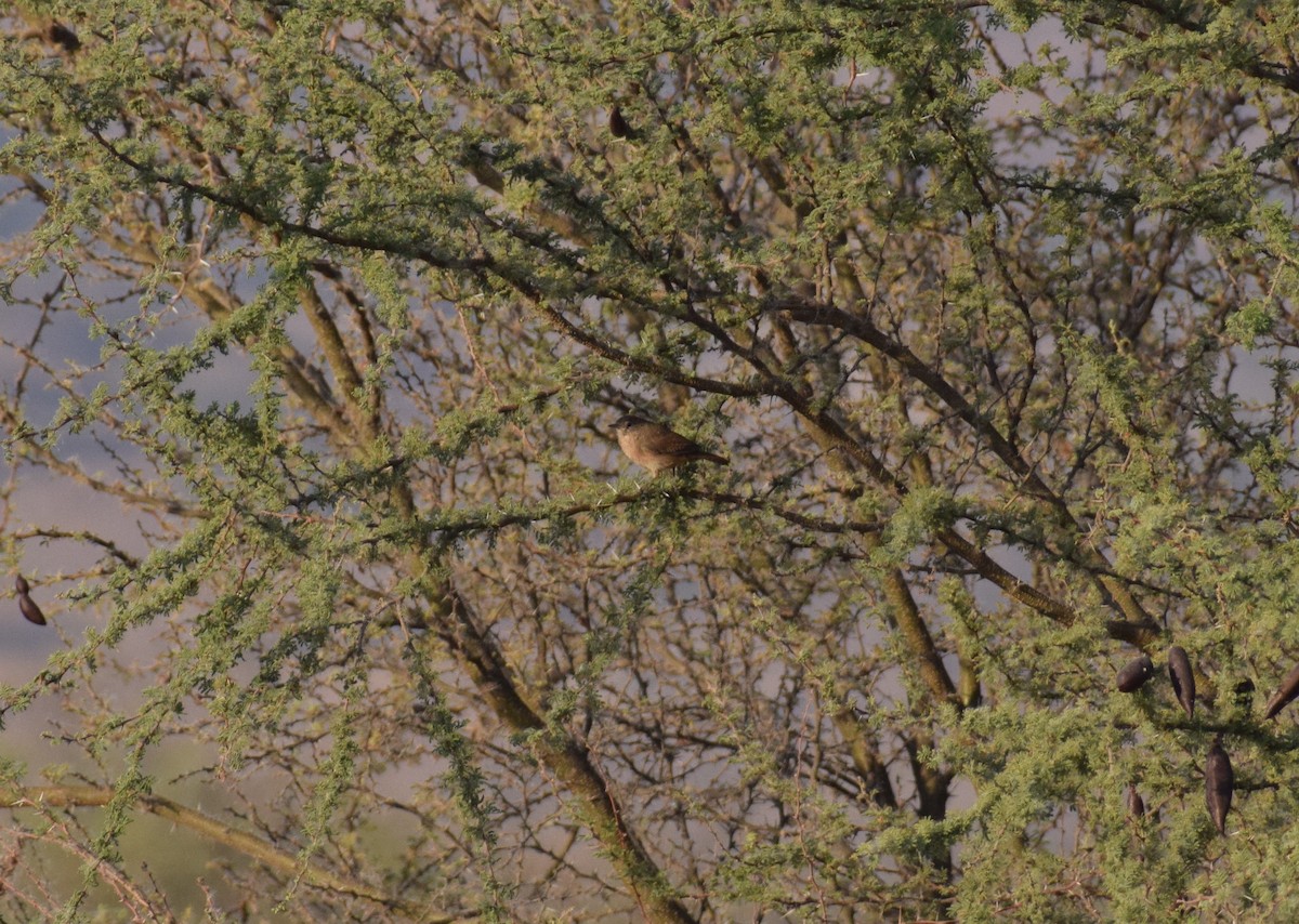 House Wren - ML551267991