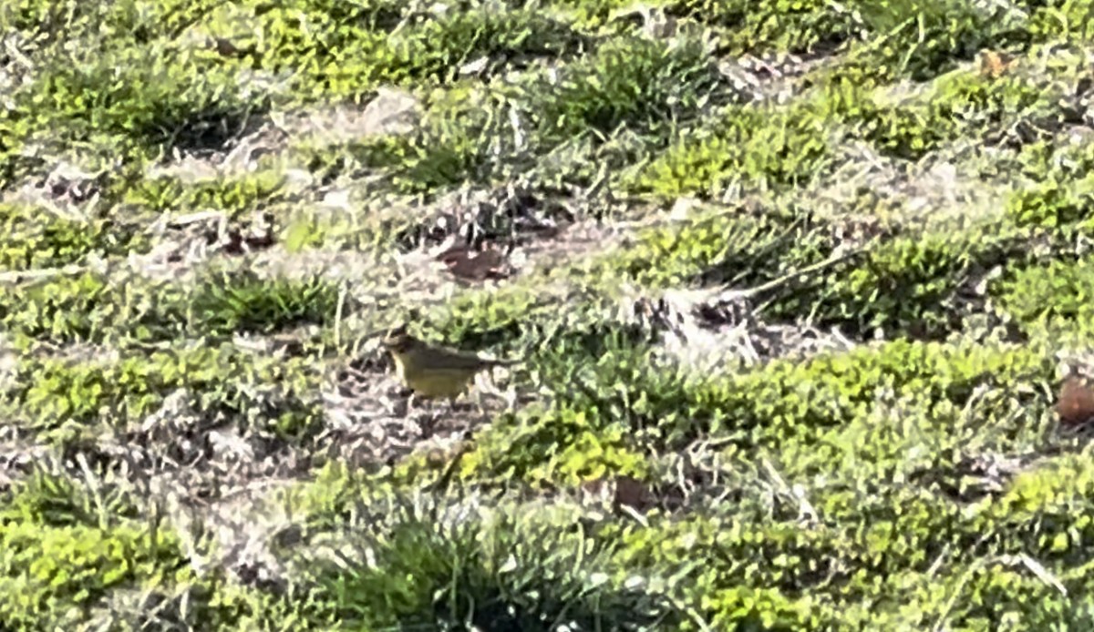 Palm Warbler (Yellow) - ML551268731