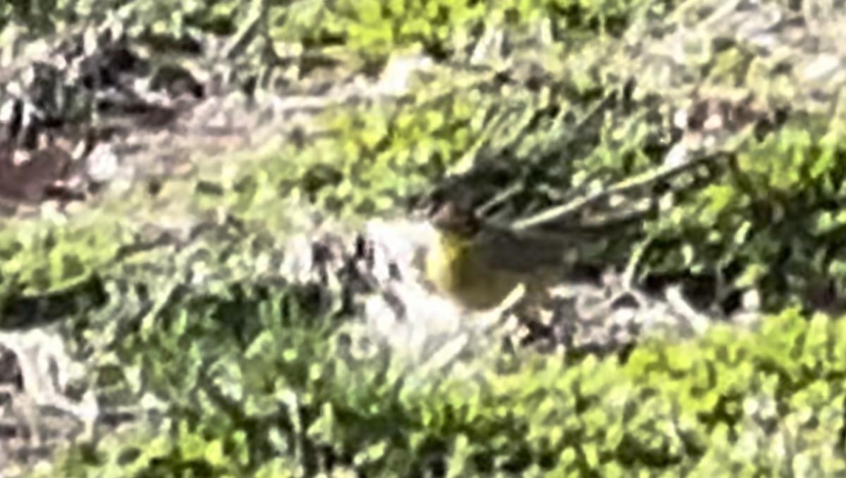 Palm Warbler (Yellow) - ML551268811
