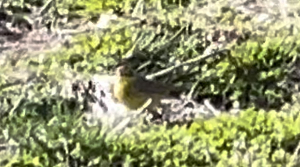 Palm Warbler (Yellow) - ML551269111