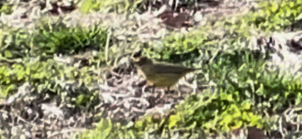 Palm Warbler (Yellow) - ML551269401