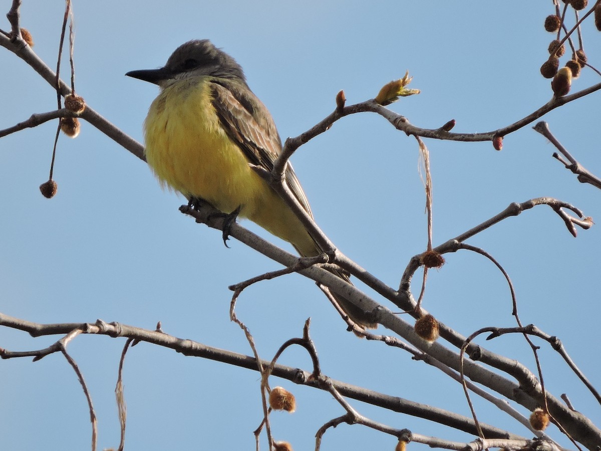 Tropical Kingbird - ML551270251