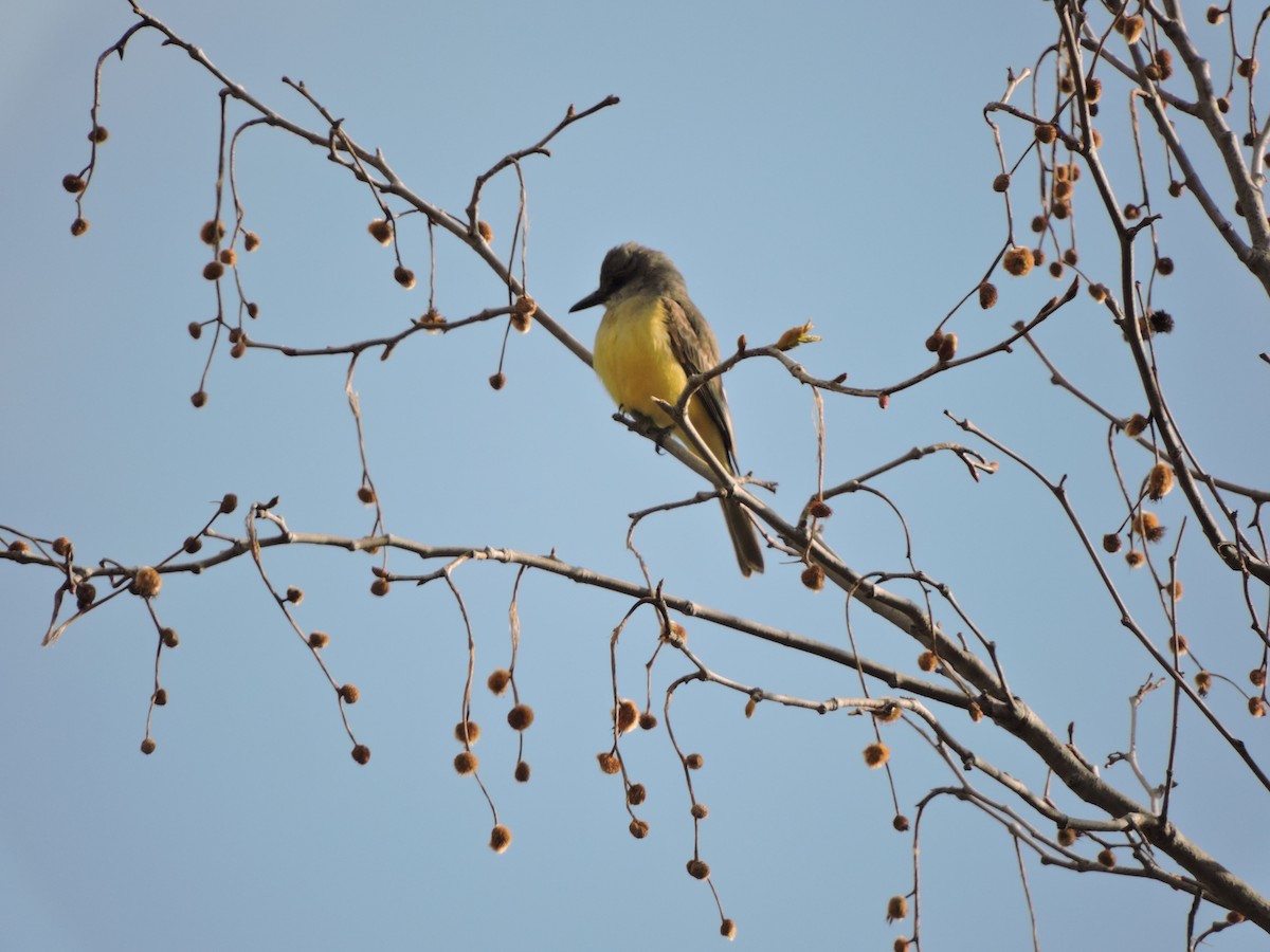 Tropical Kingbird - ML551270261