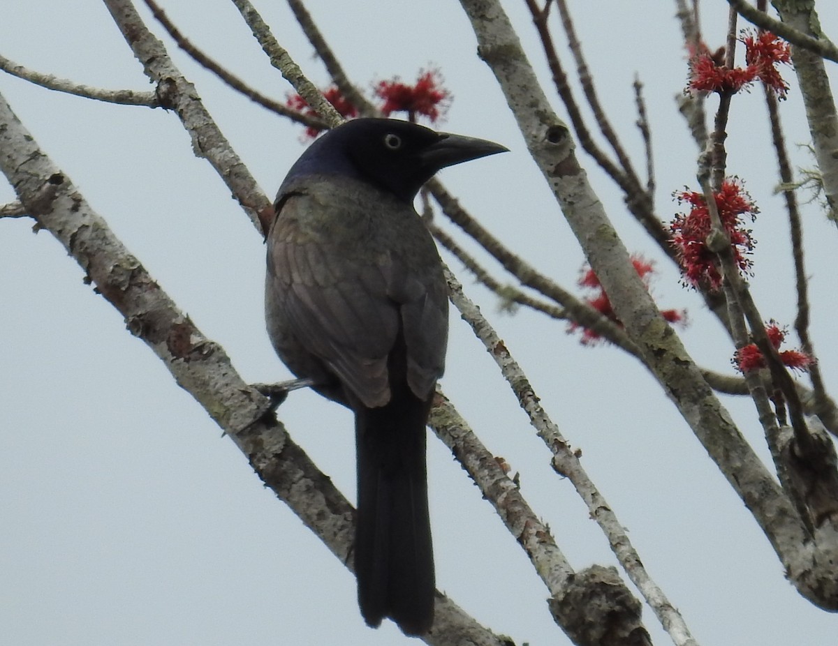 Common Grackle - ML55127071