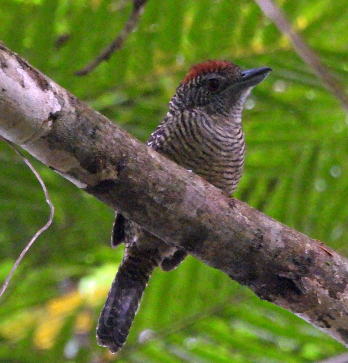 Fasciated Antshrike - ML551272501